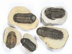 Lot: Assorted Devonian Trilobites - Pieces #79775-1